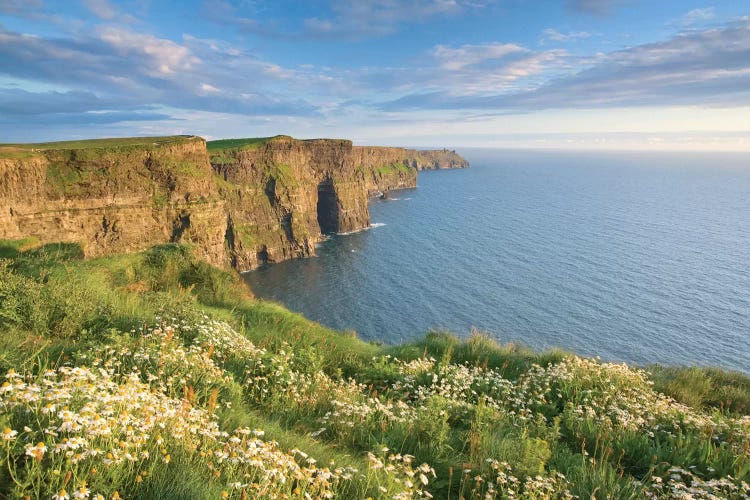 Summer Daisies, Cliffs Of Moher, County Clare, Munster Province, Republic Of Ireland