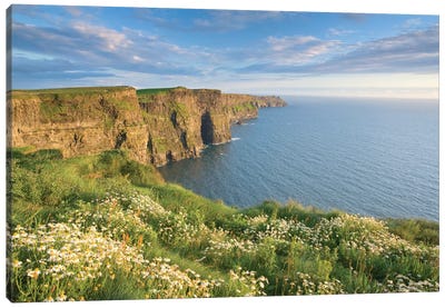 Summer Daisies, Cliffs Of Moher, County Clare, Munster Province, Republic Of Ireland Canvas Art Print - Cliff Art
