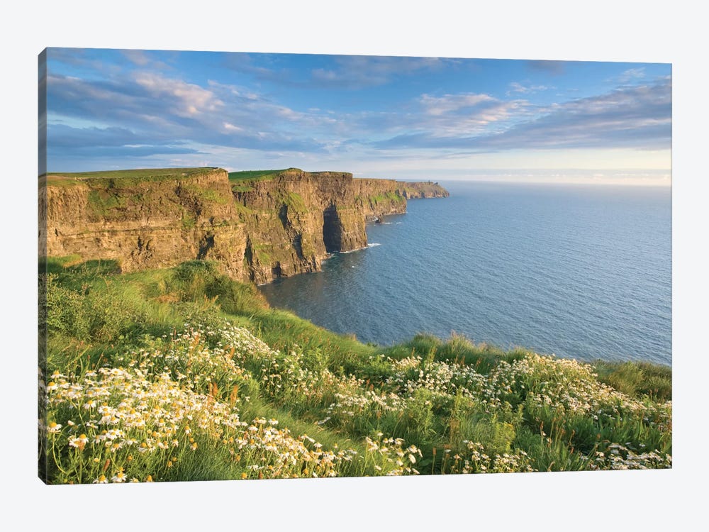 Summer Daisies, Cliffs Of Moher, County Clare, Munster Province, Republic Of Ireland by Gareth McCormack 1-piece Canvas Print