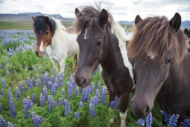 Three Icelandic Horses In A Meadow Of Nootka Lupines, Varmahlid, Skagafjordur, Nordurland Vestra, Iceland