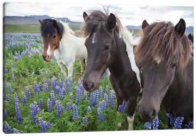Three Icelandic Horses In A Meadow Of Nootka Lupines, Varmahlid, Skagafjordur, Nordurland Vestra, Iceland Canvas Art Print