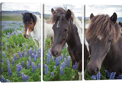 Three Icelandic Horses In A Meadow Of Nootka Lupines, Varmahlid, Skagafjordur, Nordurland Vestra, Iceland Canvas Art Print - 3-Piece Scenic & Landscape Art