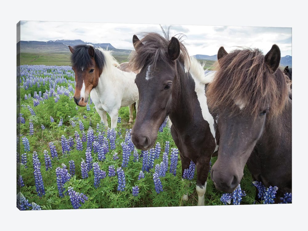 Three Icelandic Horses In A Meadow Of Nootka Lupines, Varmahlid, Skagafjordur, Nordurland Vestra, Iceland by Gareth McCormack 1-piece Canvas Artwork