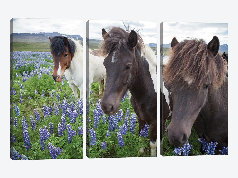 Three Icelandic Horses In A Meadow Of Nootka Lupines, Varmahlid, Skagafjordur, Nordurland Vestra, Iceland by Gareth McCormack 3-piece Canvas Artwork