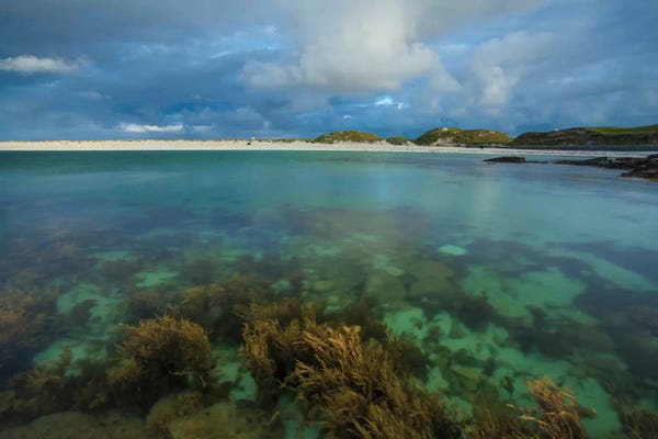 Underwater Garden I, Dog's Bay, Connemara, County Galway, Connacht Province, Republic Of Ireland