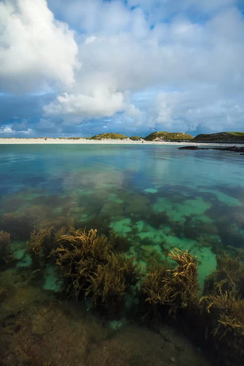 Underwater Garden II, Dog's Bay, Connemara, County Galway, Connacht Province, Republic Of Ireland