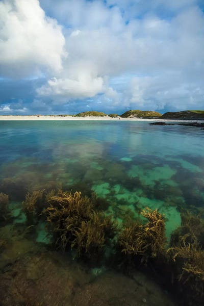 Galway: Underwater Garden II, Dog's Bay, Connemara, County Galway, Connacht Province, Republic Of Ireland by Gareth McCormack