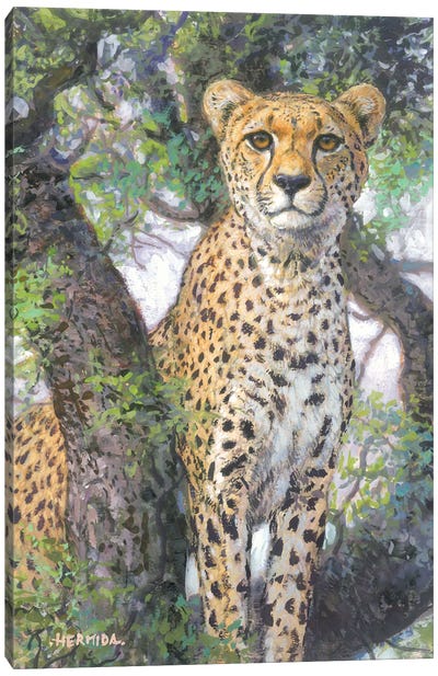 Cheetah Canvas Art Print - Gabriel Hermida