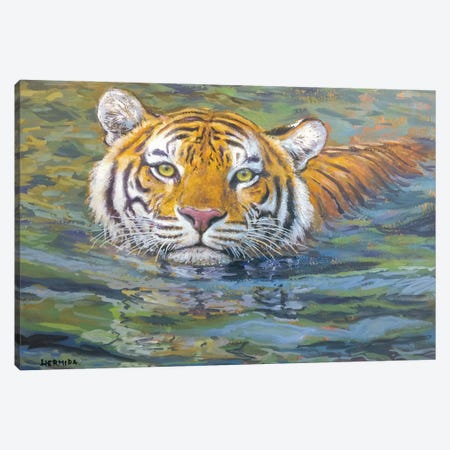 Tiger Swimming Canvas Print #GBH21} by Gabriel Hermida Canvas Wall Art