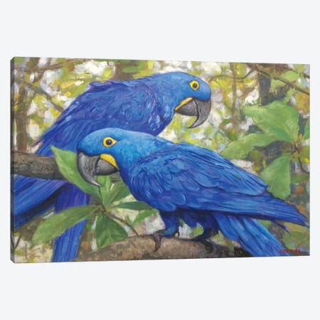 Hyacinth Macaws Canvas Print #GBH24} by Gabriel Hermida Canvas Print