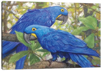 Hyacinth Macaws Canvas Art Print - Macaw Art