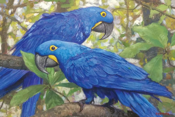 Gabriel Hermida: Hyacinth Macaws by Gabriel Hermida
