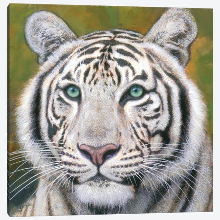 White Tiger Canvas Print #GBH4} by Gabriel Hermida Canvas Art Print