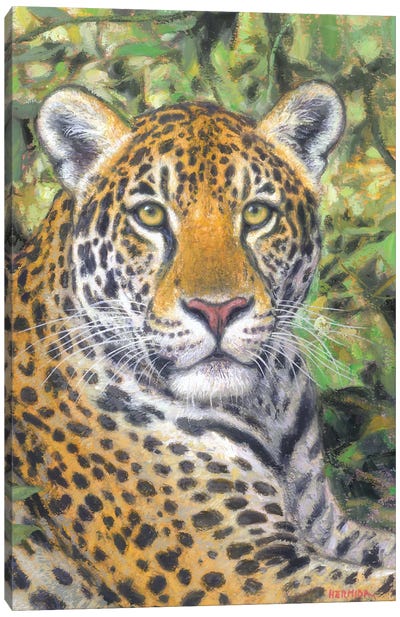 Jaguar Canvas Art Print - Gabriel Hermida