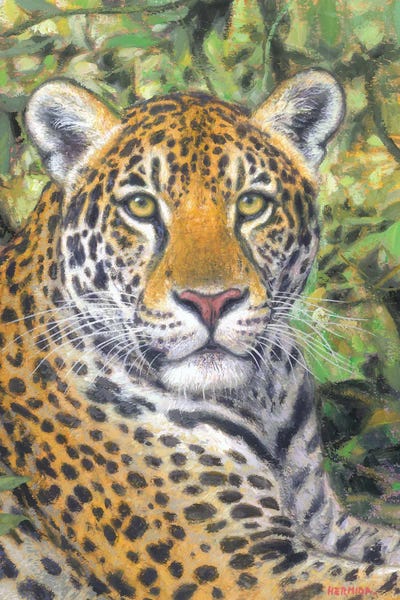 Gabriel Hermida: Jaguar by Gabriel Hermida