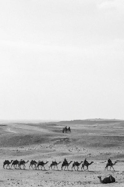 Camels: Camel Trail by Gilliard Bressan