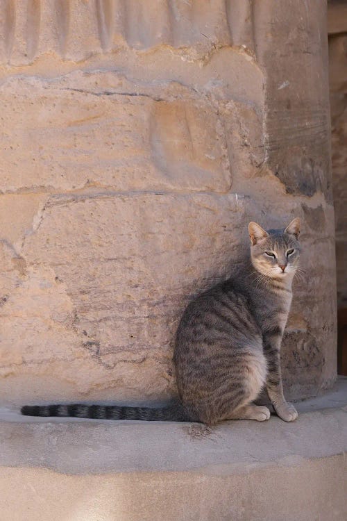 Cat At The Temple