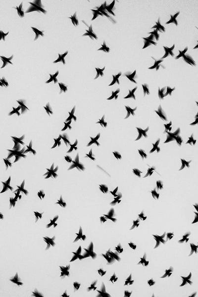 Martins & Swallows: Swallows by Gilliard Bressan