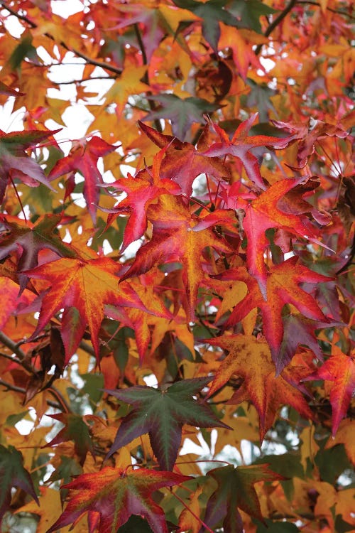 Leaf Dance