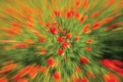 Explosive Bloom by Gilliard Bressan framed wall art