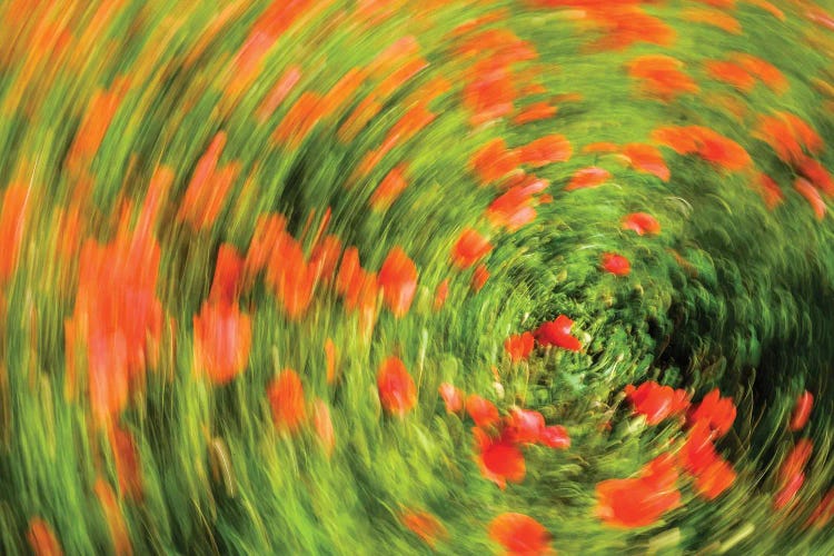 Petal Pulse by Gilliard Bressan wall art