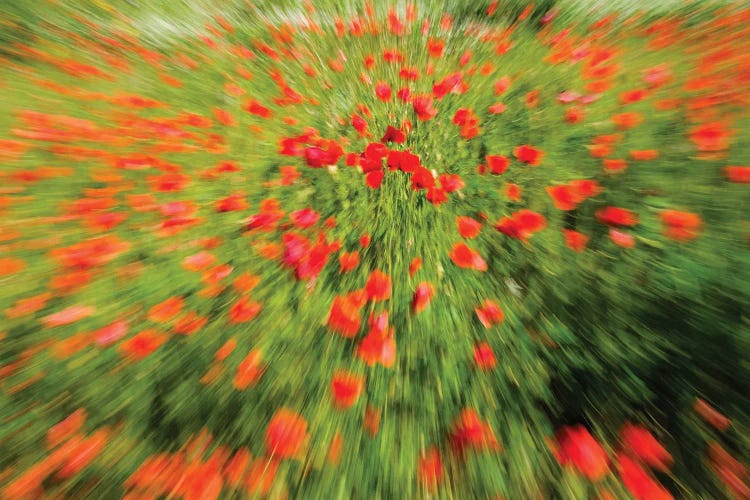 Petal Dance by Gilliard Bressan wall art