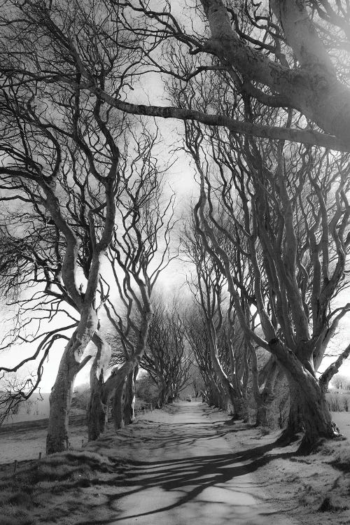 Winter Lane by Gilliard Bressan wall art