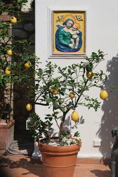 Mediterranean Décor: Lemon Tree by Gilliard Bressan