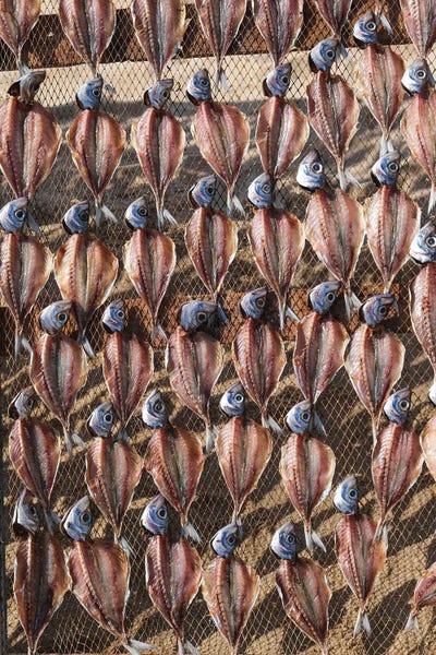 LGBTQ+ Artists: Fish Grid by Gilliard Bressan