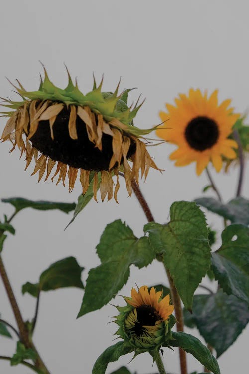 Sunflowers by Gilliard Bressan wall art
