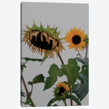 Sunflowers Canvas Print #GBN49} by Gilliard Bressan Canvas Wall Art