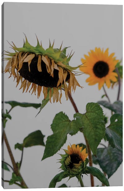 Sunflowers Canvas Art Print - Gilliard Bressan