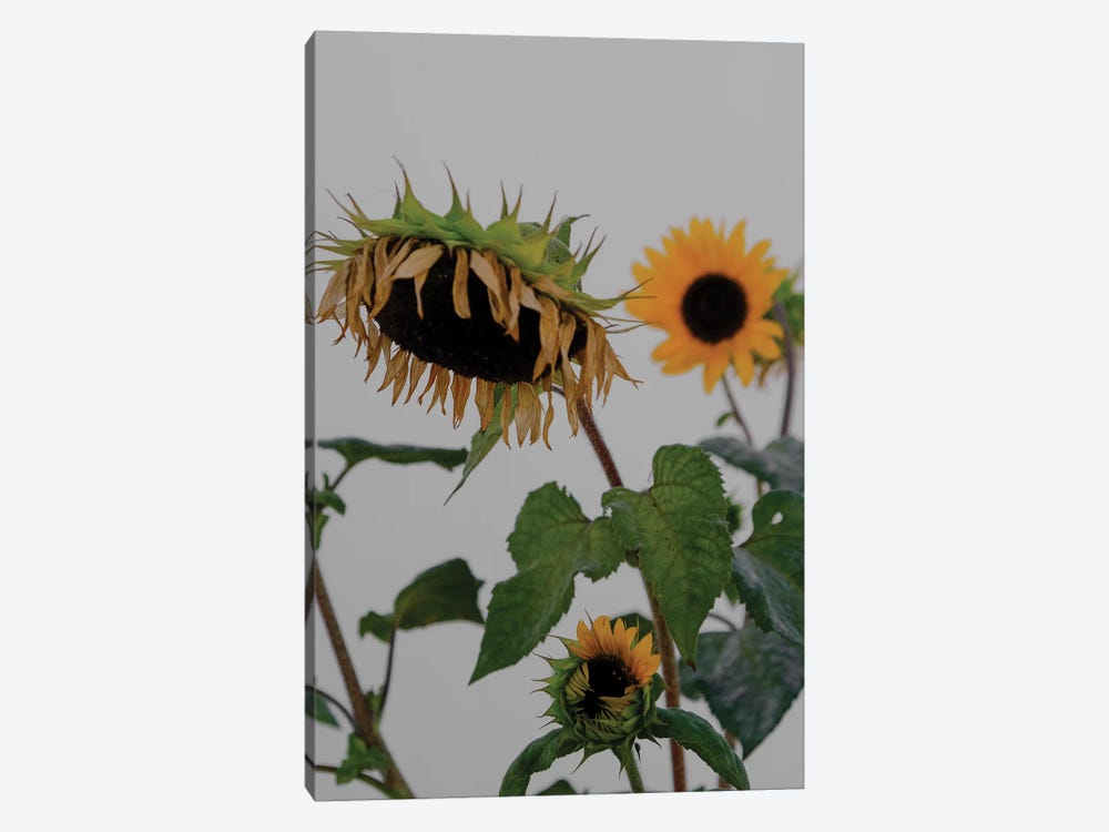 Sunflowers by Gilliard Bressan 1-piece Canvas Art Print