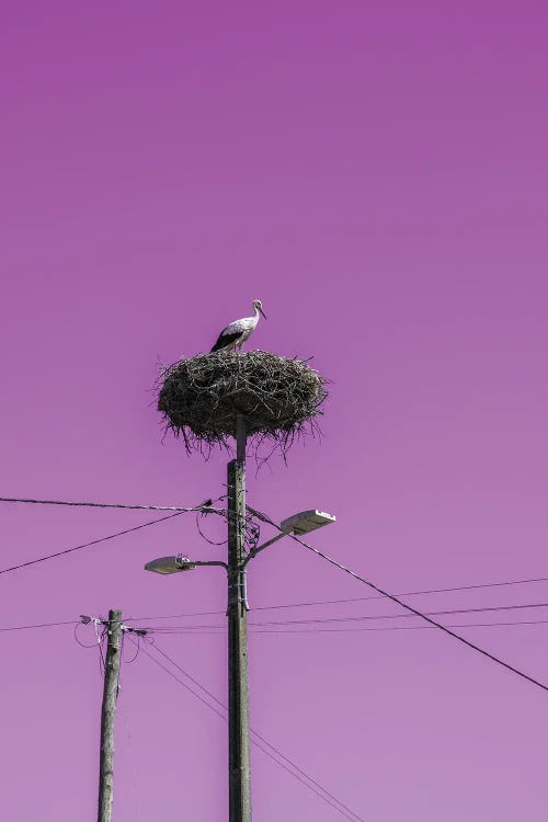 Stork Nest With Pink Sky