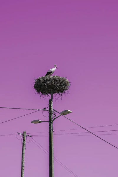 Less Is More: Stork Nest With Pink Sky by Gilliard Bressan