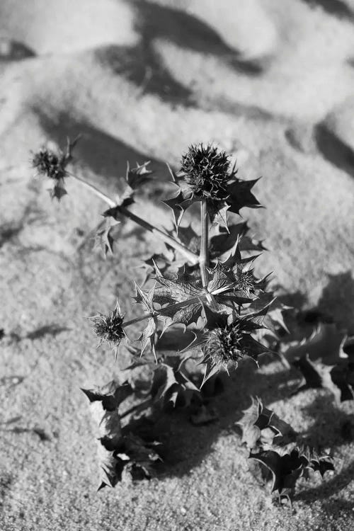 Summer Plant At Beach by Gilliard Bressan wall art