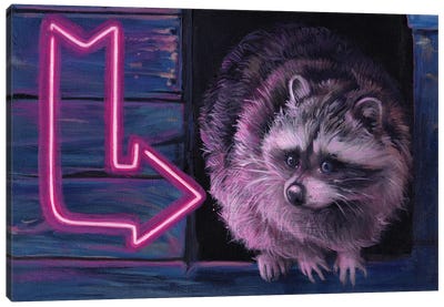 Which Way Did He Go Canvas Art Print - Raccoon Art