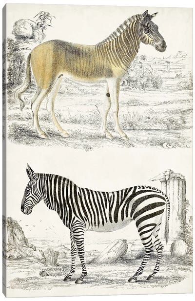 Journal Of Natural History I Canvas Art Print