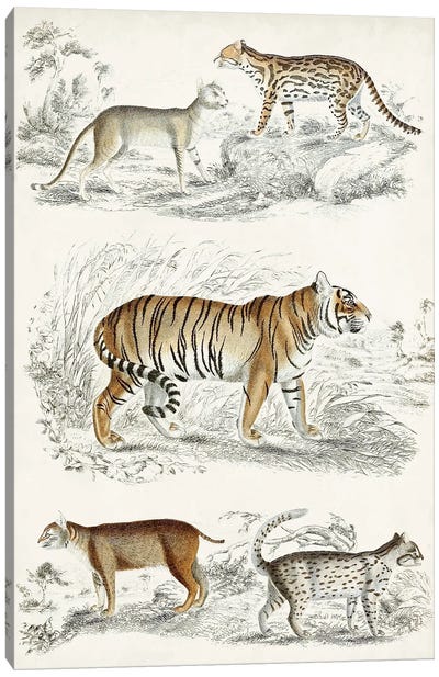 Journal Of Natural History II Canvas Art Print