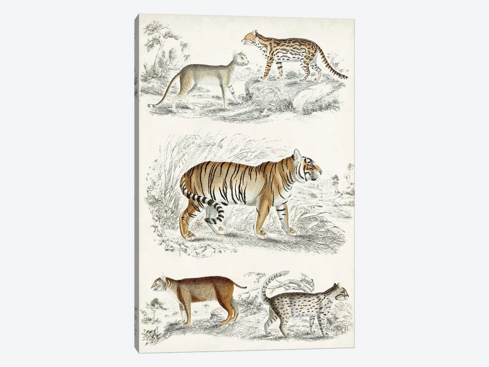 Journal Of Natural History II by Georges Cuvier 1-piece Canvas Print