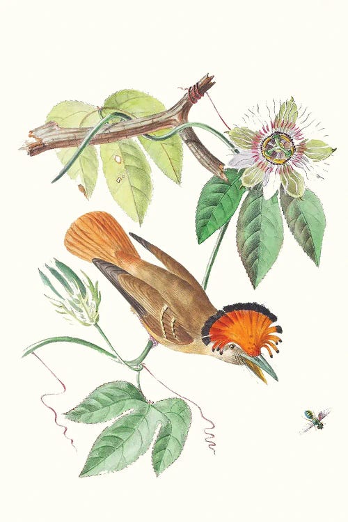 Cuvier Bird & Habitat I
