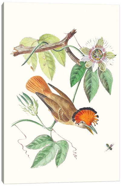 Cuvier Bird & Habitat I Canvas Art Print
