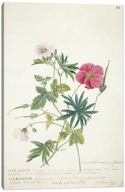 Geranium. Two intertwined stems of different species, 1767  Canvas Art Print
