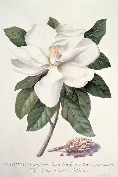 Magnolia