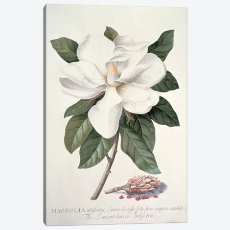 Magnolia Canvas Print #GDE12} by Georg Dionysius Ehret Canvas Artwork