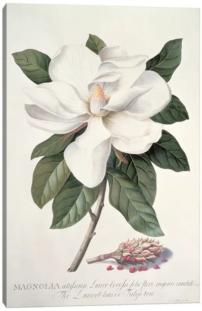 Magnolia Canvas Art Print - Floral Close-Up Art