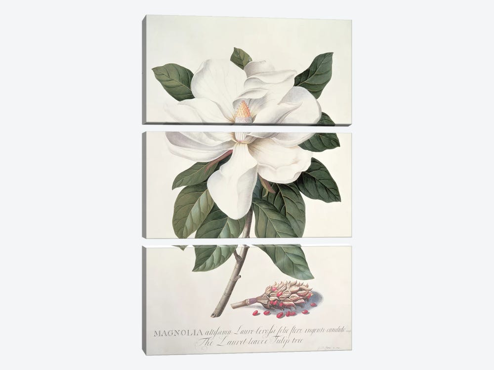 Magnolia by Georg Dionysius Ehret 3-piece Canvas Art