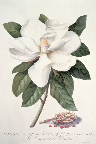 Botanical Illustrations: Magnolia by Georg Dionysius Ehret