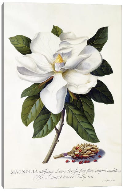 Magnolia grandiflora, c.1743  Canvas Art Print - Educational Art