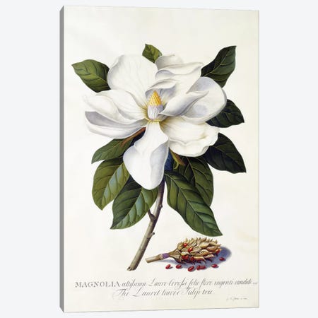 Magnolia grandiflora, c.1743  Canvas Print #GDE13} by Georg Dionysius Ehret Canvas Wall Art